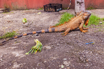 Iguana of Costa Rica