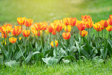Colorful tulips flowers bloom in springtime