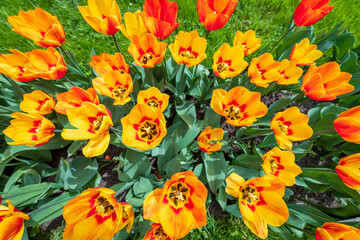 Colorful tulips flowers bloom in springtime