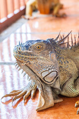 Iguana of Costa Rica