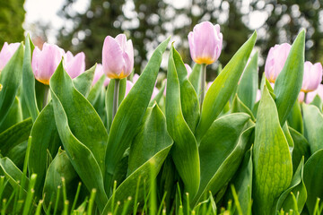 Colorful tulips flowers bloom in springtime