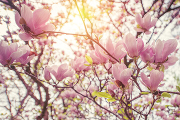 Magnolia tree with flowers in springtime