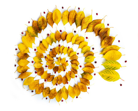 Autumnal leaves spiral
