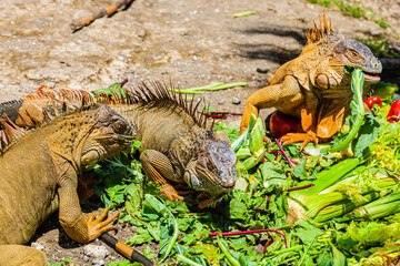 Iguana of Costa Rica