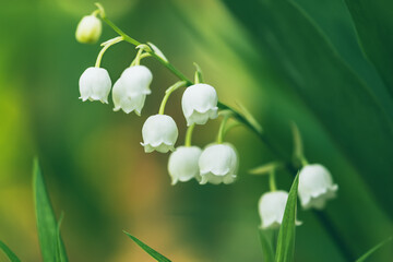 Lily of the valley