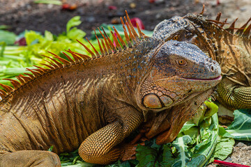 Iguana of Costa Rica