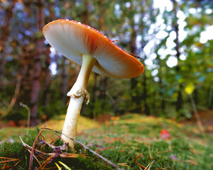 Amonita mushroom in the forest