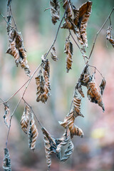 Dry autumn leaves on the tree twigs