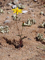 Southern Ragwort (Senecio gallicus)