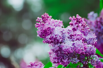 Spring lilac flowers