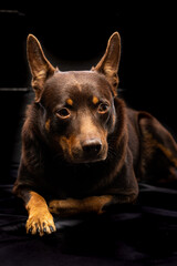 Portrait of a dog of breed Australian Kelpie on a black background