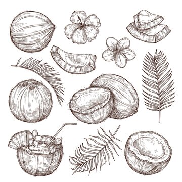 Coconut sketch. Drawing nature, hand drawn half exotic nuts. Isolated tasty raw coco, tropical palm leaves beach cocktail exact vector set. Illustration coconut drawing, coco food