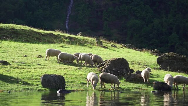 Sheep grazing on the shores of the Naeroy fjord, Norway. A herd of sheep on the lush green meadow, grazing on the grass and drinking fjord water. Dense forest and waterfall in the background.