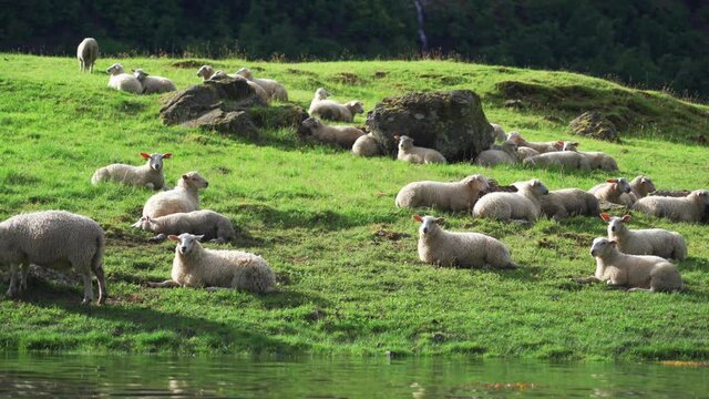 Sheep grazing on the shores of the Naeroy fjord, Norway. A herd of sheep on the lush meadow, laying relaxed on the green grass. Dense forest and waterfall in the background.
