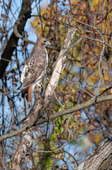 red tailed hawk in black walnut tree