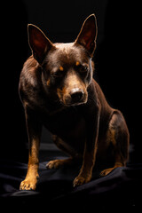Portrait of a dog of breed Australian Kelpie on a black background