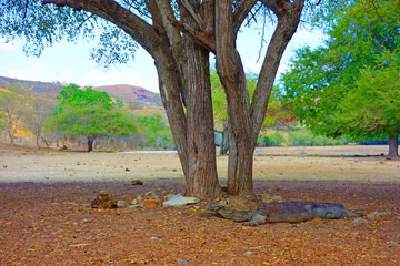 Komodo Dragon Under the Tree