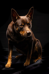 Portrait of a dog of breed Australian Kelpie on a black background
