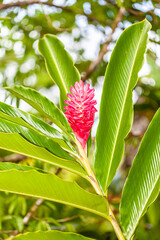 Flower of Costa Rica