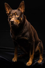 Portrait of a dog of breed Australian Kelpie on a black background