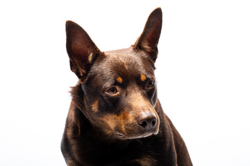 Portrait of a dog of breed Australian Kelpie on a white background