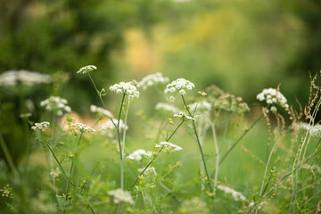 field of flowers
