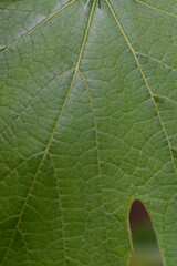 Close up green leaf