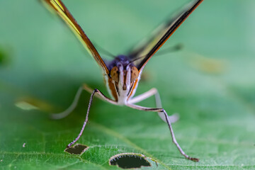 Butterfly of Costa Rica