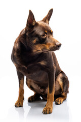 Portrait of a dog of breed Australian Kelpie on a white background