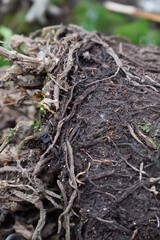 Roots  in the ground