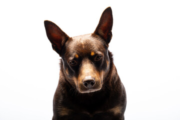 Portrait of a dog of breed Australian Kelpie on a white background