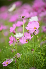 Selective focus on pink cosmos flower blooming cosmos flower field, beautiful vivid natural autumn garden outdoor park image.