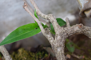 Trunk in the ground / nature photography