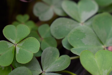 Clovers / green leaves / nature photography