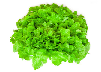 Green oak leaf lettuce isolated on white background. lettuce vegetable for salad. cooking ingridient. Lactuca sativa var. Crispa