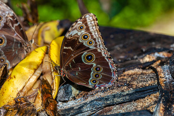 Fototapeta premium Butterfly of Costa Rica