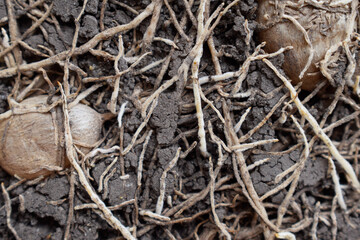 Roots and bulbs in the ground