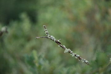 perch branch for birds