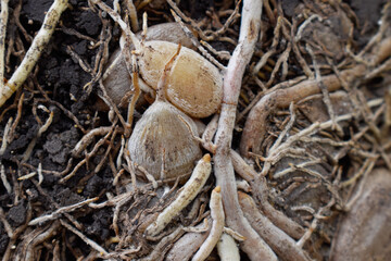 Roots and bulbs in the ground