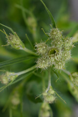 Green leaves / flowers / garden