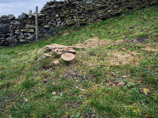 Obraz premium Ash Die Back and the end of the road for a diseased Ash tree 11/11/20