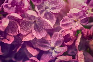 Lila Blüten Makro © Roxana