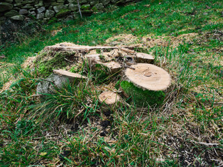 Ash Die Back and the end of the road for a diseased Ash tree 11/11/20