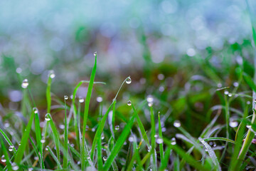 Césped con gotas de rocío y bokeh sugiriendo un ambiente fresco matinal en el campo