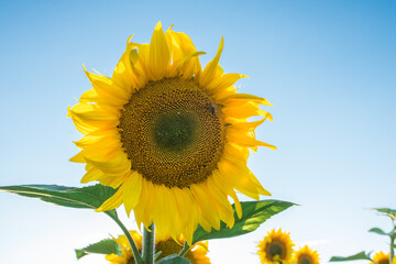 sunflower on a background of the sky in the center of the photo, bee on sunflower close up