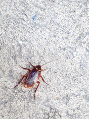 Obraz premium cockroach on the wall