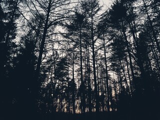 Wald vor lauter Bäumen