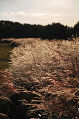 Forests and mountains in Jeju Island, Korea