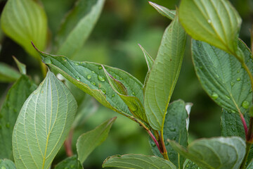 beautiful, natural, green Bush leaves with raindrops in the summer in the garden, Park