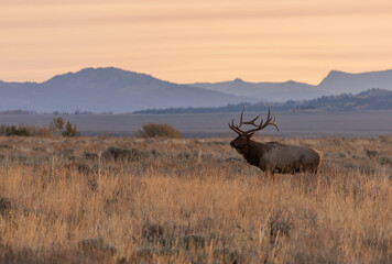 Bull Elk at Sunrise During the Fall Rut in Wyoming